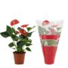 Anthurium Success Red In Christmas Sleeve – Ø12cm – 36cm