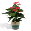 Anthurium andreanum Sweet Dream incl. PURE mand – Ø12cm – 45cm