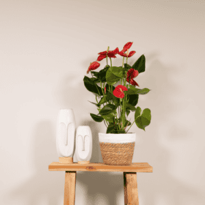 Anthurium Nevada – Ø17cm – 55cm