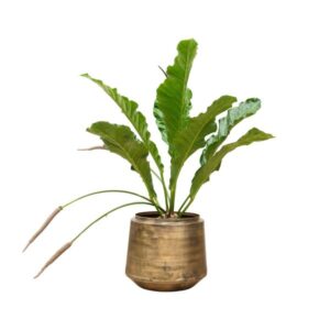 Anthurium Botanical King – Ø35cm – 100cm