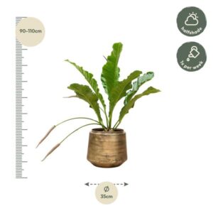 Anthurium Botanical King – Ø35cm – 100cm