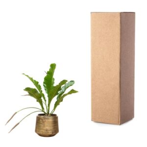 Anthurium Botanical King – Ø35cm – 100cm