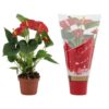 Anthurium Diamond Red In Couture Christmas Sleeve – Ø9cm – 25cm