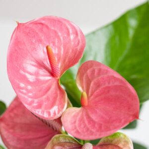 Anthurium Pink Explosion met Lissabon mand wit – Ø17cm – 55cm