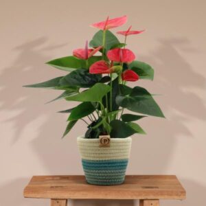 Anthurium andreanum Sweet Dream incl. PURE mand – Ø12cm – 45cm