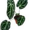 Anthurium Crystallinum – Ø17cm – 40cm