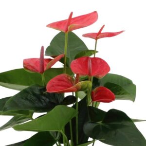 Anthurium andreanum Sweet Dream incl. PURE mand – Ø12cm – 45cm