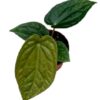 Anthurium Magnificum X Luxurians – Ø10,5cm – 10cm