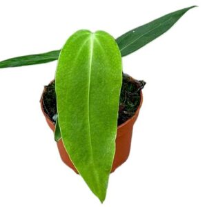 Anthurium Warocqueanum X Waterburyanum – Ø10,5cm – 15cm