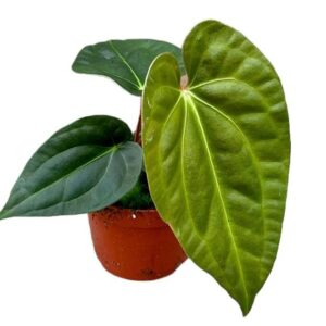 Anthurium Regale X Luxurians – Ø10,5cm – 15cm