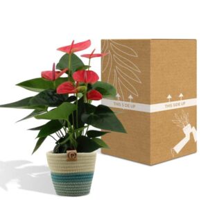 Anthurium andreanum Sweet Dream incl. PURE mand – Ø12cm – 45cm