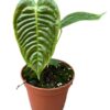 Anthurium Veitchii – Ø14cm – 30cm