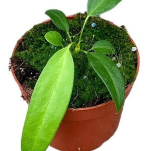 Anthurium Wendlingeri – Ø10cm – 15cm