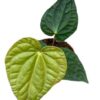 Anthurium Regale X Luxurians – Ø14cm – 30cm