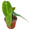 Anthurium Warocqueanum X Waterburyanum – Ø14cm – 35cm