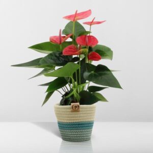 Anthurium andreanum Sweet Dream incl. PURE mand – Ø12cm – 45cm