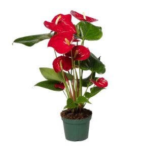 Anthurium Nevada – Ø12cm – 40cm