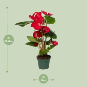 Anthurium Nevada – Ø12cm – 40cm