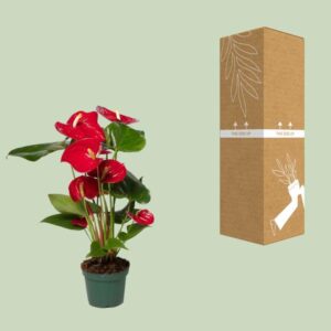 Anthurium Nevada – Ø12cm – 40cm