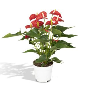 Anthurium Nevada – Ø17cm – 55cm