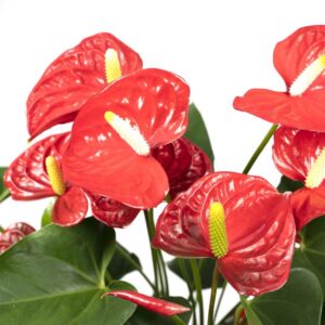 Anthurium Nevada – Ø17cm – 55cm