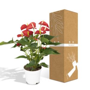 Anthurium Nevada – Ø17cm – 55cm