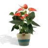 Anthurium andreanum Prince of Orange incl. PURE mand – Ø12cm – 45cm