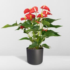 Anthurium Nevada – Ø17cm – 55cm