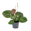 Anthurium Crystal Hybride Compact – Ø17cm – 40cm