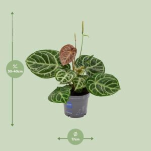 Anthurium Crystal Hybride Compact – Ø17cm – 40cm