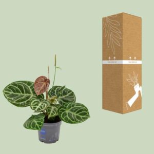 Anthurium Crystal Hybride Compact – Ø17cm – 40cm