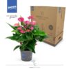 Anthurium KARMA Purple – Ø17cm – 50cm