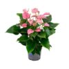 Anthurium KARMA Joli – Ø17cm – 55cm