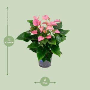 Anthurium KARMA Joli – Ø17cm – 55cm