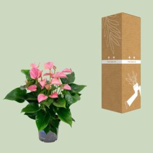 Anthurium KARMA Joli – Ø17cm – 55cm