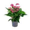 Anthurium KARMA Purple – Ø17cm – 50cm