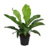 Anthurium KARMA Botanical – Ø30cm – 90cm