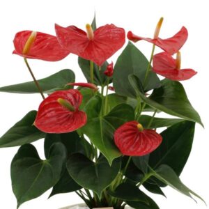 Anthurium andreanum Esudo incl. PURE mand – Ø12cm – 45cm