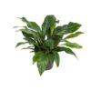 Anthurium Jungle Bush – Ø30cm – 70cm