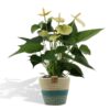 Anthurium andreanum Vanilla incl. PURE mand – Ø12cm – 45cm