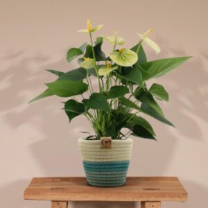 Anthurium andreanum Vanilla incl. PURE mand – Ø12cm – 45cm