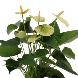 Anthurium andreanum Vanilla incl. PURE mand – Ø12cm – 45cm