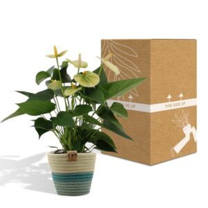 Anthurium andreanum Vanilla incl. PURE mand – Ø12cm – 45cm