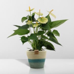 Anthurium andreanum Vanilla incl. PURE mand – Ø12cm – 45cm