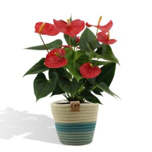 Anthurium andreanum Esudo incl. PURE mand – Ø12cm – 45cm