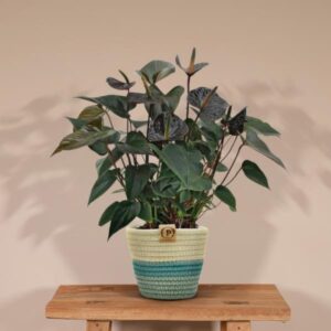 Anthurium andreanum Black Love incl. PURE mand – Ø12cm – 45cm