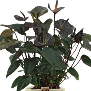 Anthurium andreanum Black Love incl. PURE mand – Ø12cm – 45cm