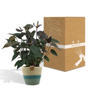 Anthurium andreanum Black Love incl. PURE mand – Ø12cm – 45cm