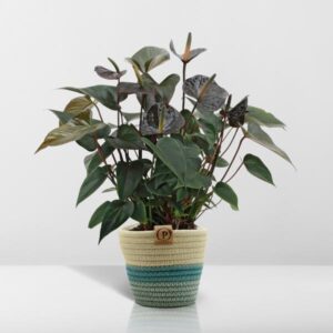 Anthurium andreanum Black Love incl. PURE mand – Ø12cm – 45cm