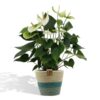 Anthurium andreanum Namora incl. PURE mand – Ø12cm – 45cm